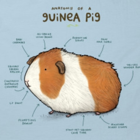 Anatomy of a Guinea Pig - Picture 2 of 4